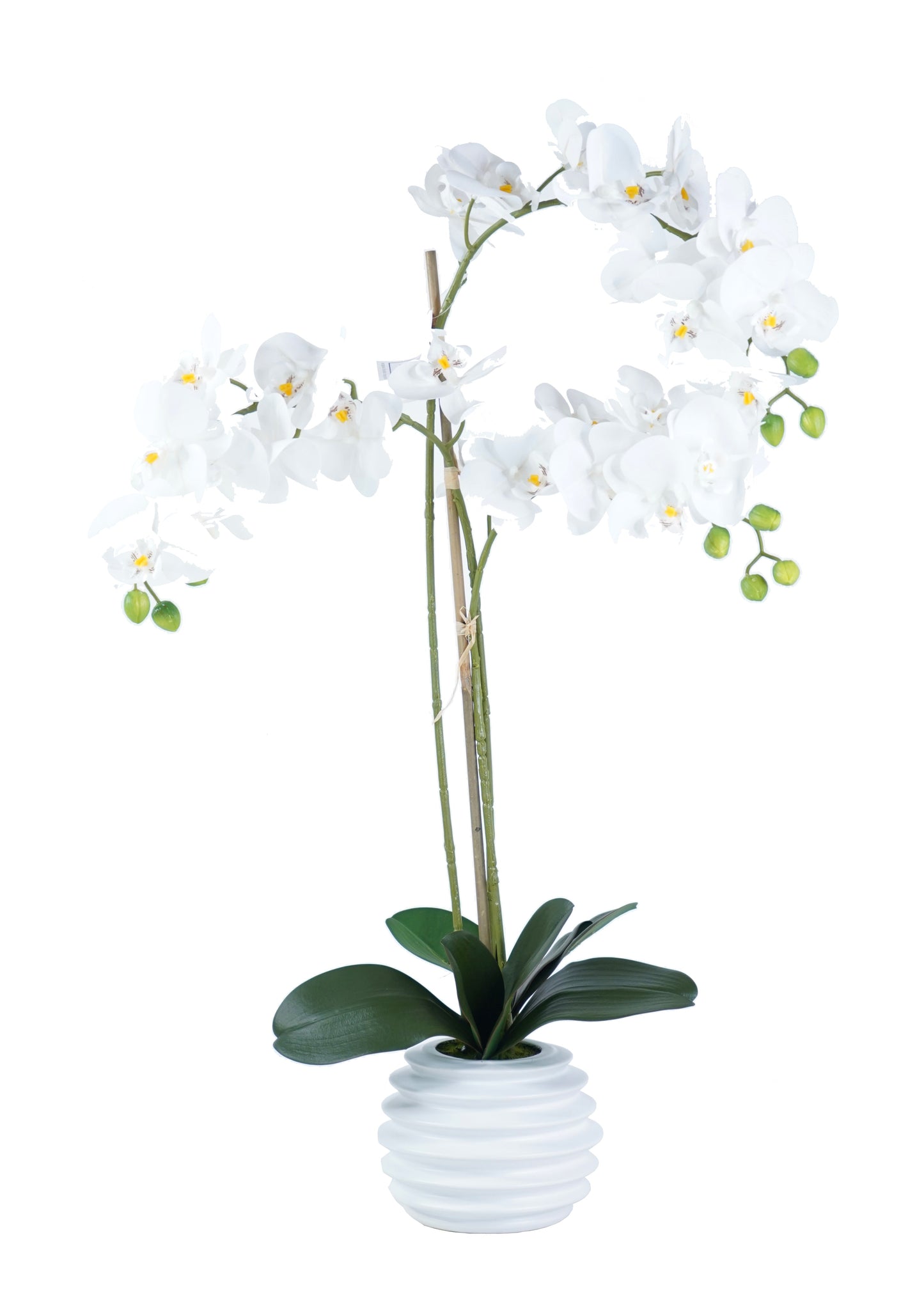 Orchid Arrangement - Expo Home Decor