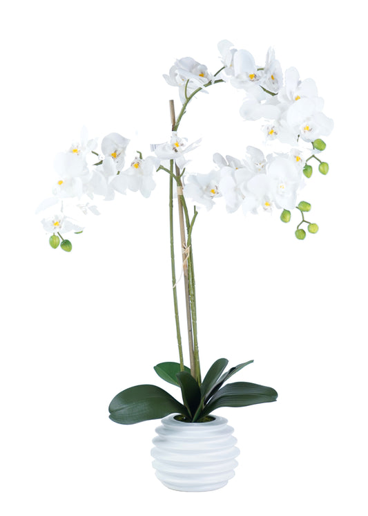 Orchid Arrangement - Expo Home Decor