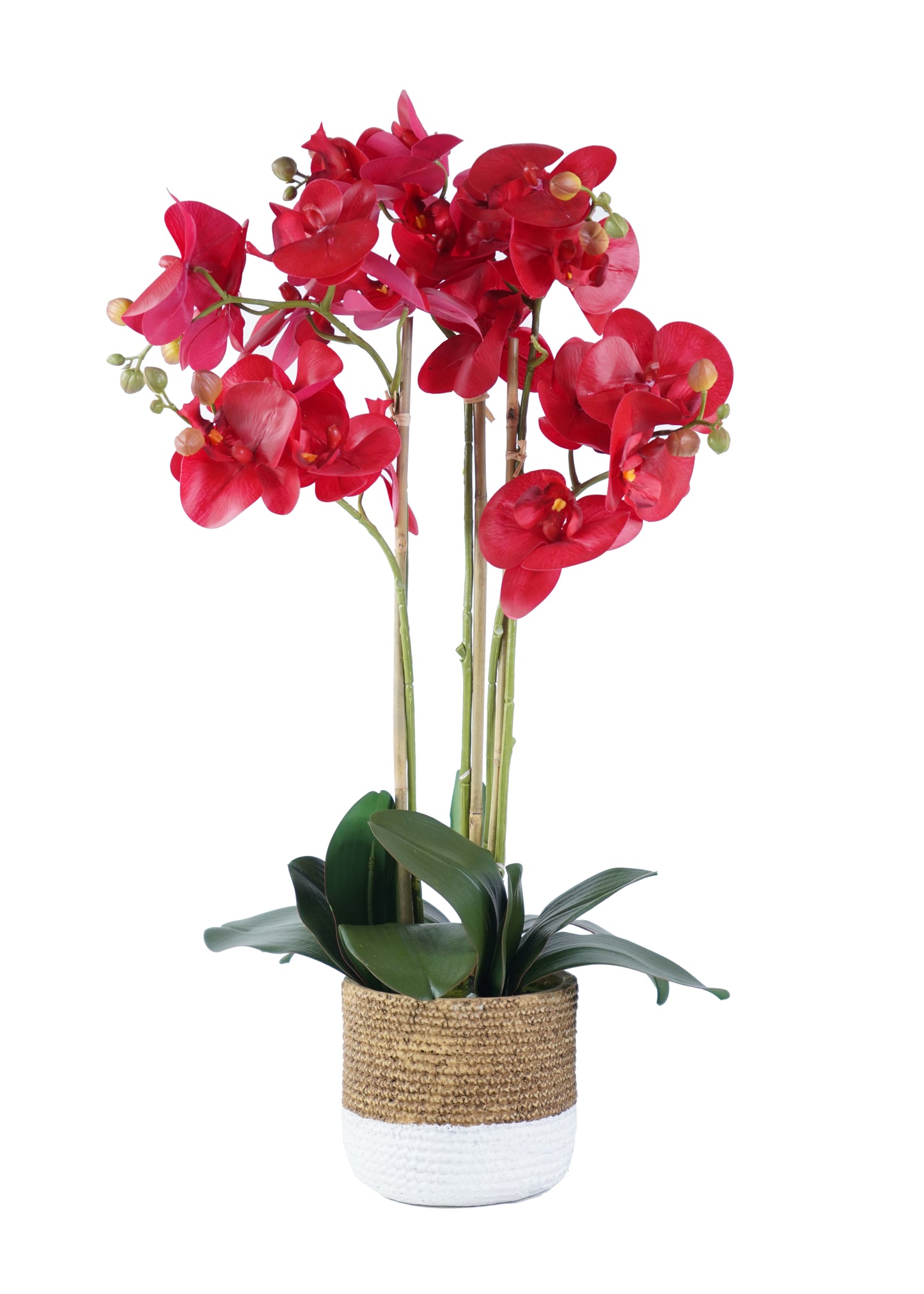 Orchid Arrangement Decor - Expo Home Decor