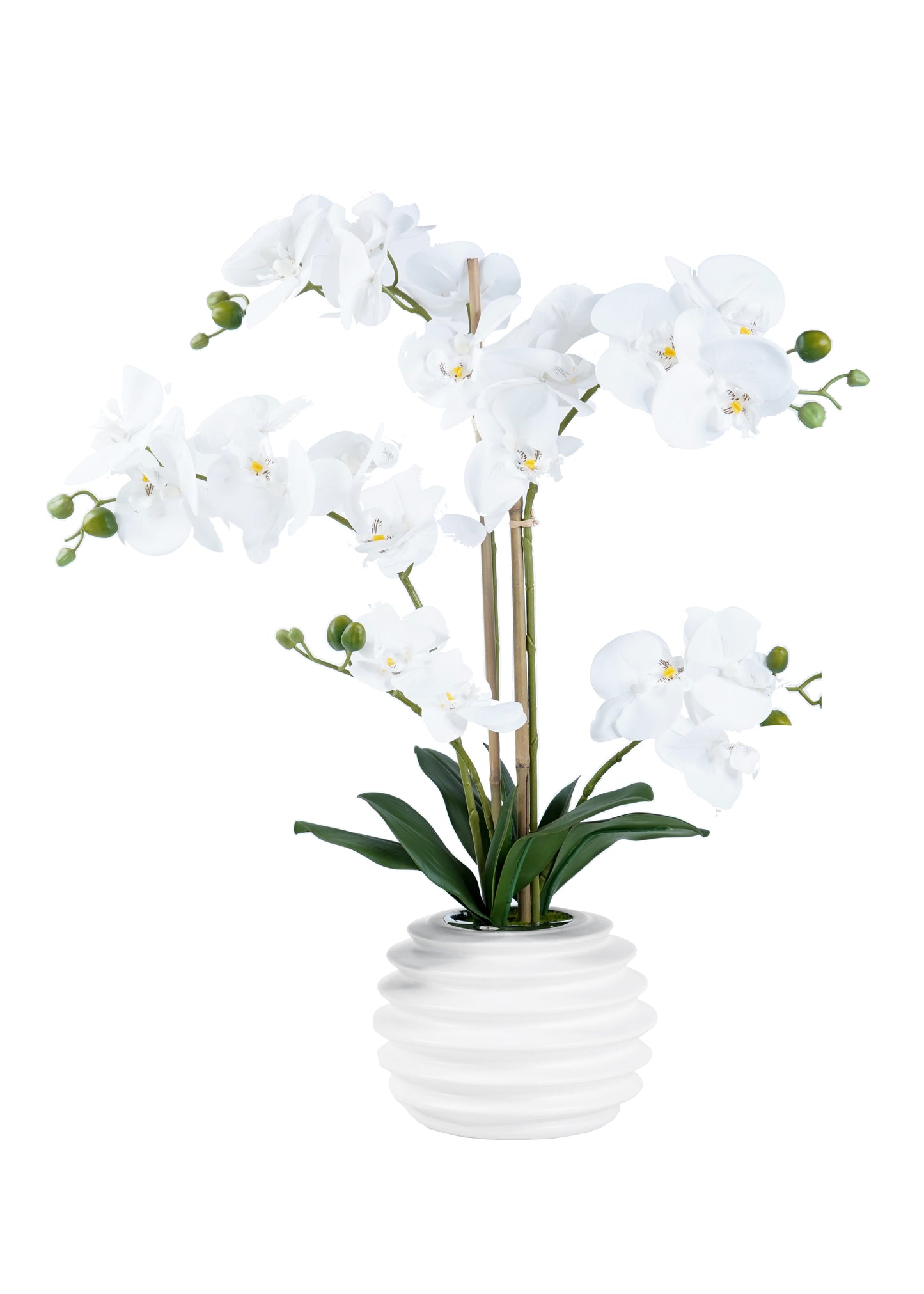 Orchid Arrangement Decor