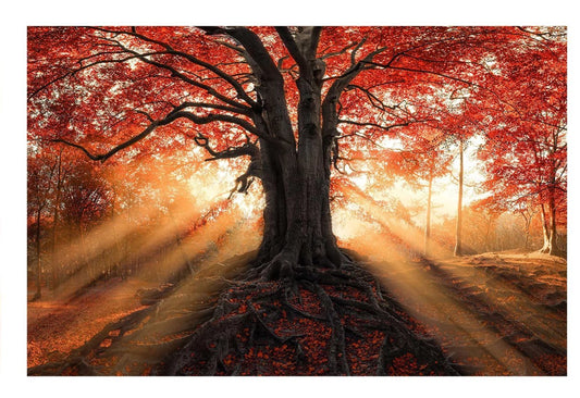 Fall Sunset Tree Glass Wall Art 60"x36" - Expo Home Decor