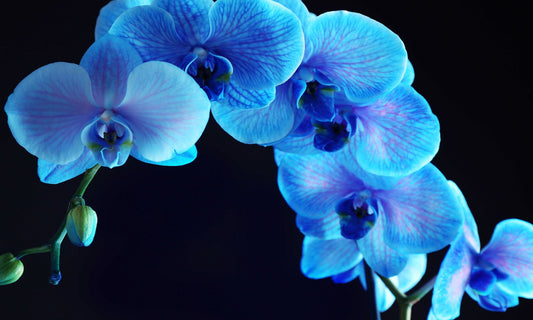 Blue Orchid Glass Wall Art 60"x36" - Expo Home Decor