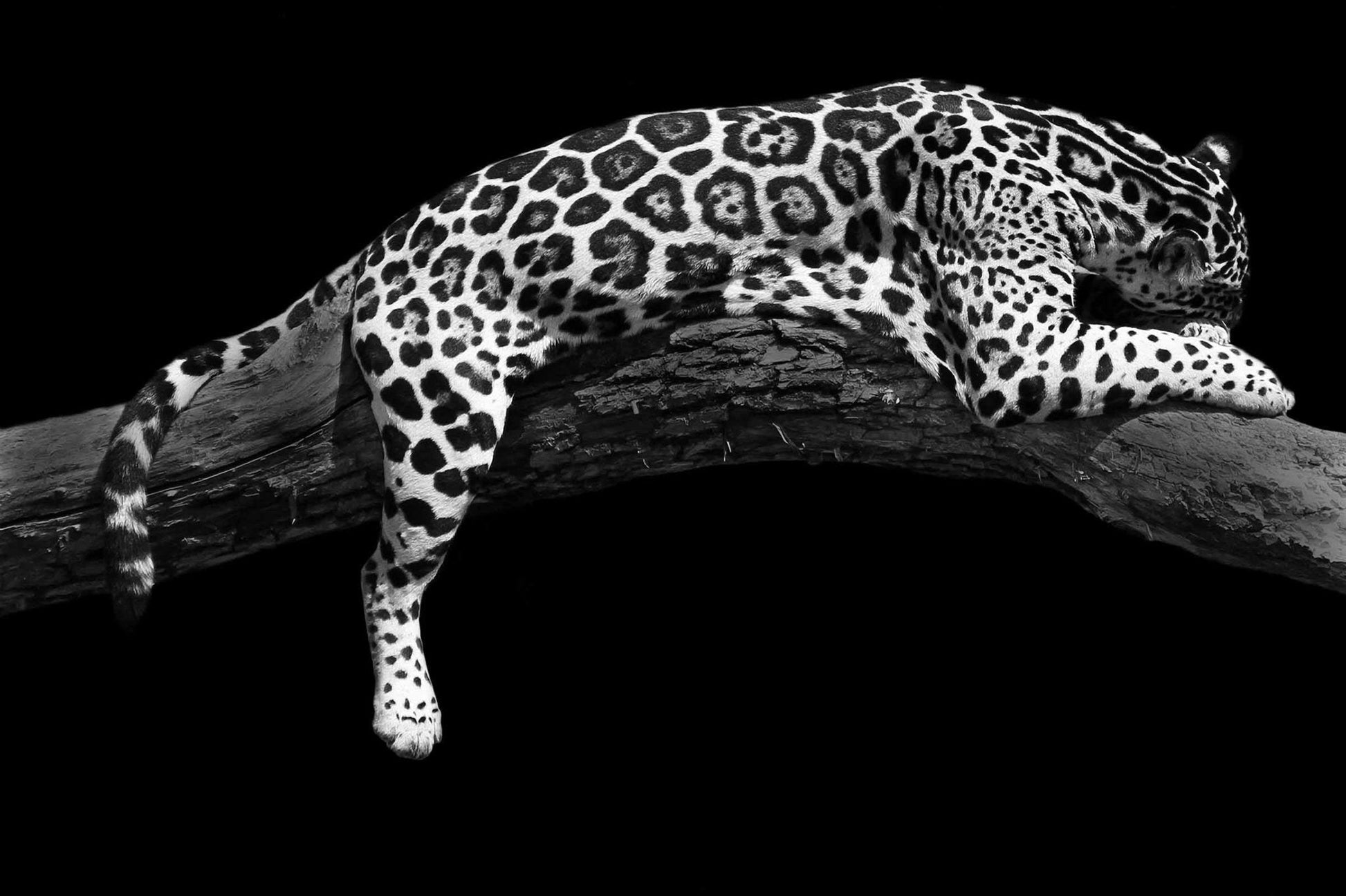 Cheetah Relaxing Glass Wall Art 60"x36" - Expo Home Decor
